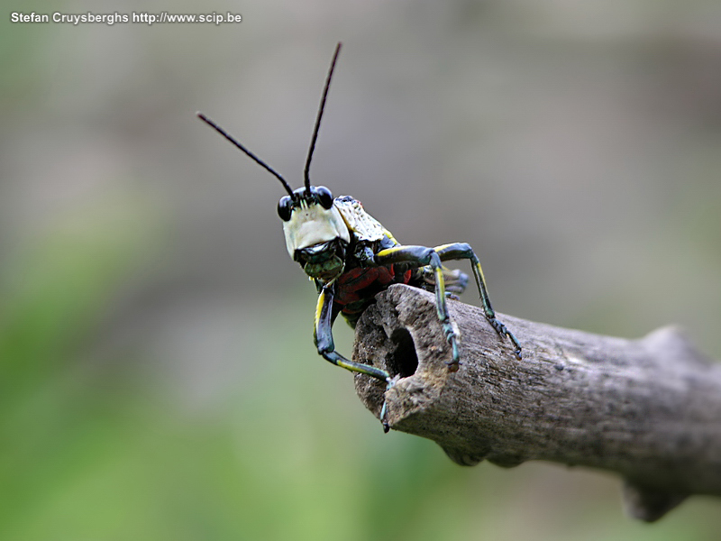 Stung Treng - Grasshopper  Stefan Cruysberghs
